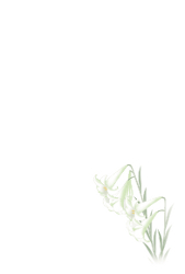 百合の喪中状台紙