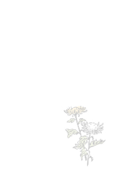菊の喪中状台紙