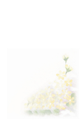 野の花の喪中状台紙
